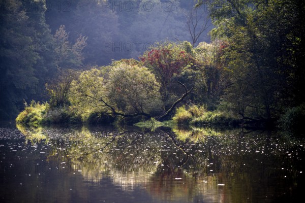 Autumn landscape, trees reflected in water, Thaya River, Thaya Valley National Park, Lower Austria, Austria