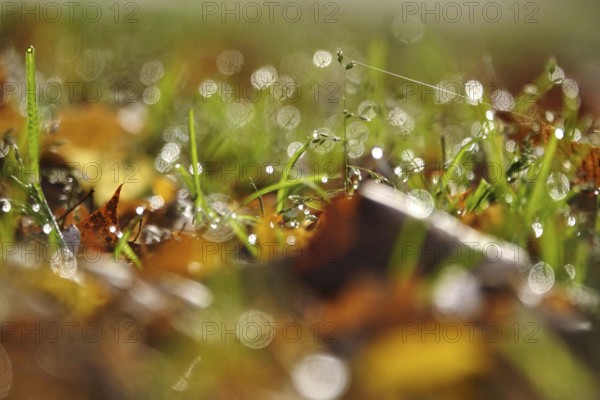 Meadow in morning light with beautiful bokeh, autumn, Germany