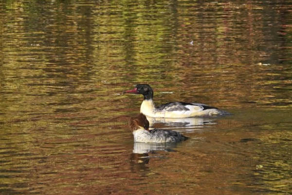 Goose sawers on a lake, autumn, Germany