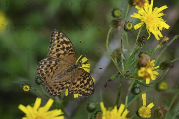 Imperial mantle or silver line (Argynnis paphia) on yellow dandelion flowers, Sweden