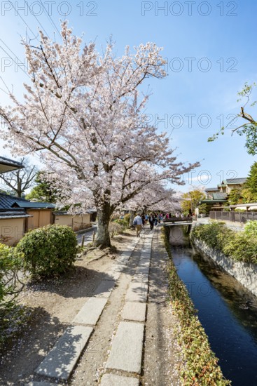 Footpath along a canal, cherry blossoms in spring, Philosopher's Path or Tetsugaku no michi, Kyoto, Japan