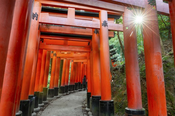 Walk through hundreds of red traditional torii gates, Fushimi Inari Taisha, Shinto Shrine, Sun Star, Fushimi Inari-taisha Okusha Hohaisho, Kyoto, Japan