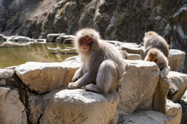 Japanese macaque (Macaca fuscata) sitting on rocks near water, Yamanouchi, Nagano Prefecture, Honshu Island, Japan