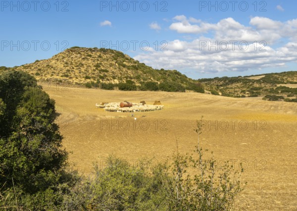 Farming landscape with sheep, Los Bañales, Layana, Zaragoza proviene, Aragon, Spain