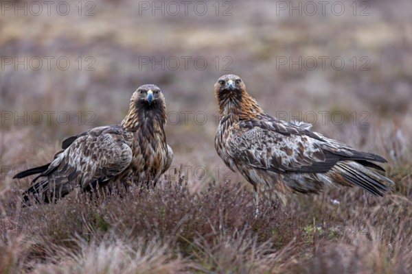 Two European golden eagles (Aquila chrysaetos chrysaetos) sitting in moorland, heathland in winter