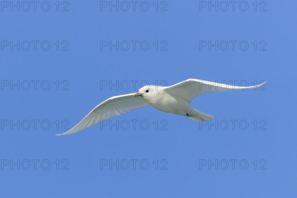 Ivory gull (Pagophila eburnea, Larus eburneus) flying against blue sky along the coast of Svalbard, Spitsbergen, Norway