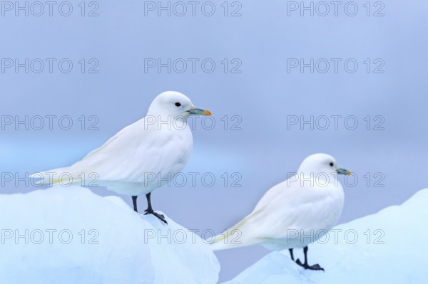 Two ivory gulls (Pagophila eburnea, Larus eburneus) resting on ice floe along the coast of Svalbard, Spitsbergen, Norway