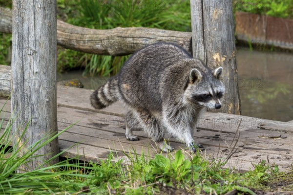 Common raccoon, North American racoon (Procyon lotor) walking over wooden footbridge, invasive species native to North America