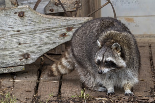 Common raccoon, North American racoon (Procyon lotor) in front of wooden shed, invasive species native to North America