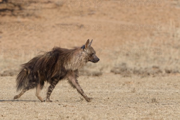 Brown hyena (Parahyaena brunnea), adult walking in dry grassland, Kgalagadi Transfrontier Park, Northern Cape, South Africa