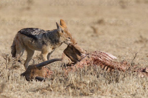 Black-backed jackal (Lupulella mesomelas), adult, feeding on skin and carcass of a common eland (Taurotragus oryx), Kgalagadi Transfrontier Park, Northern Cape, South Africa