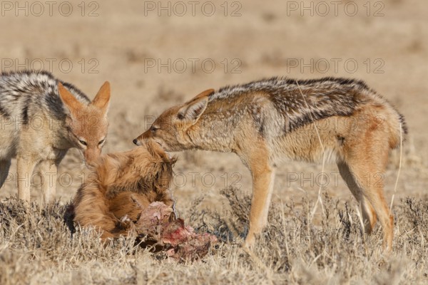 Black-backed jackals (Lupulella mesomelas), two adults, feeding on skin and carcass of a common eland (Taurotragus oryx), Kgalagadi Transfrontier Park, Northern Cape, South Africa