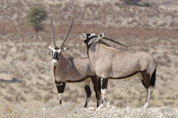 Gemsboks (Oryx gazella), two adult males, standing at the top of the hill, Kgalagadi Transfrontier Park, Northern Cape, South Africa