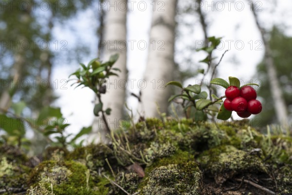 Ripe red shiny cranberries (Vaccinium vitis-idaea), mossy forest soil, birch forest, Sweden