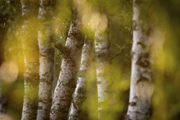 Birch stems through yellow leaves, birch (Betula), forest, Sweden