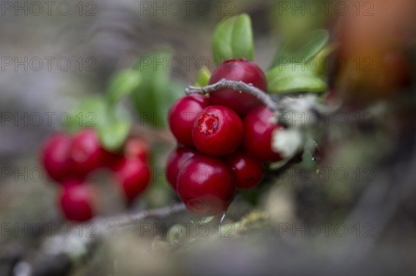 Ripe red shiny cranberries (Vaccinium vitis-idaea), forest, Sweden