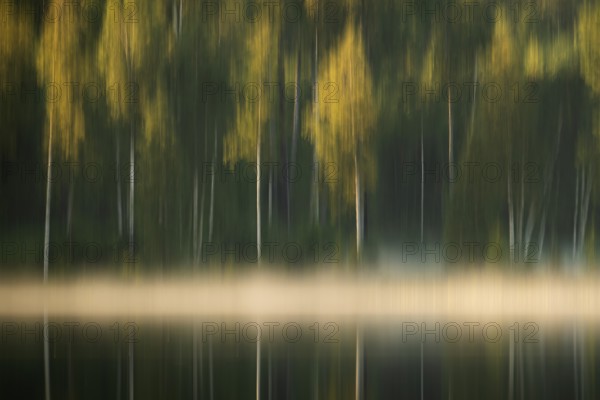 Rising fog, birch trees, lakeside, lake, forest, wipe, near Sunne, Sweden