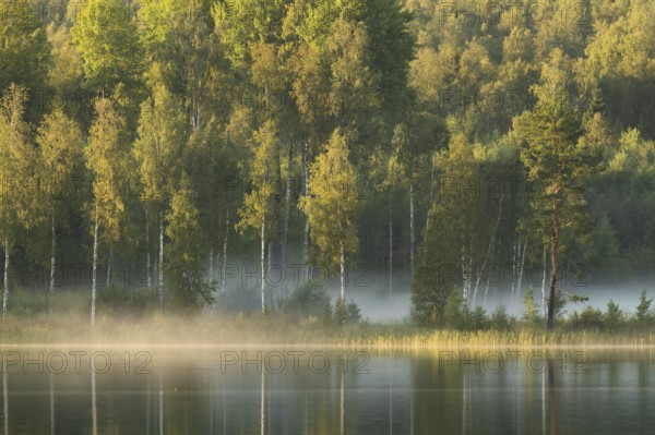 Rising fog, birch trees, lakeside, lake, surrounded by forest, near Sunne, Sweden