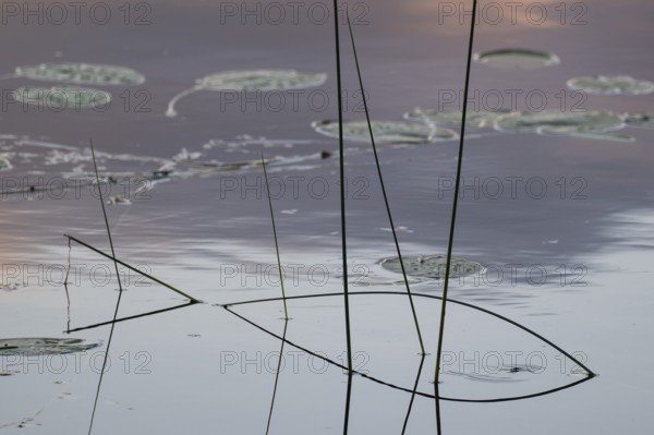 Seagrass is reflected on still water surface, lake, near Sunne, Sweden