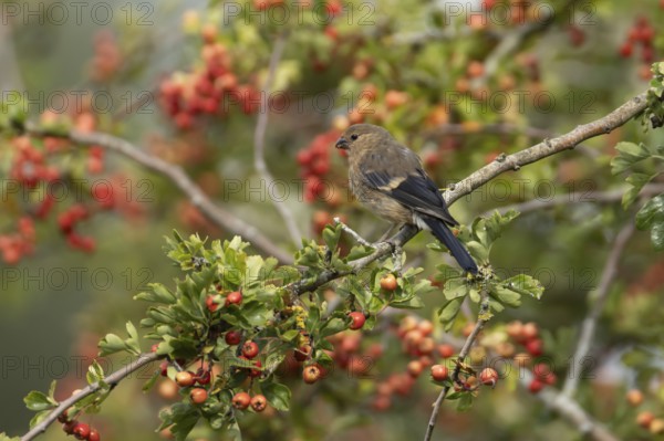 Eurasian bullfinch (Pyrrhula pyrrhula) juvenile bird in a hawthorn hedgerow with red berries in summer, England, United Kingdom