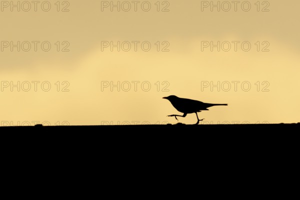 Eurasian blackbird (Turdus merula) silhouette of an adult bird running along an urban house roof at sunset England, United Kingdom