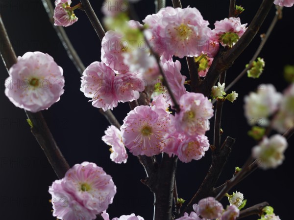 Almond branch with flowers (Prunus triloba) against a black background