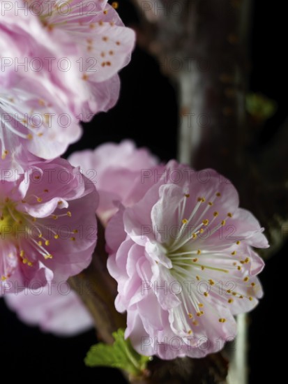 Almond branch with flowers (Prunus triloba) against a black background
