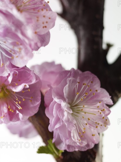 Almond branch with flowers (Prunus triloba) against white background