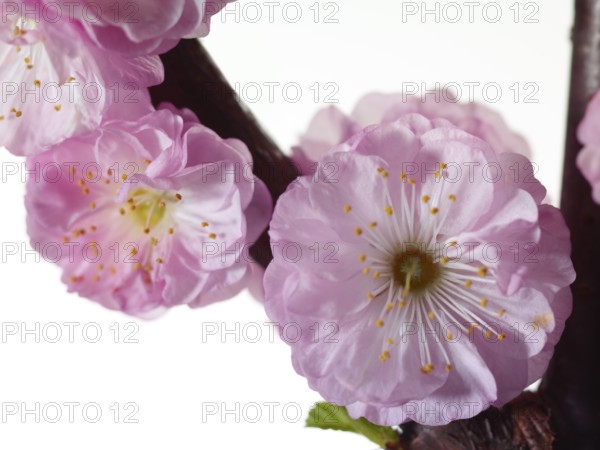 Almond branch with flowers (Prunus triloba) against white background