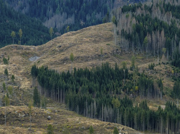 Logging, clearing, clearcut, timber industry, logging, mountain landscape, aerial view, autumn, cloudy, Paneveggio, Trentino, Dolomites
