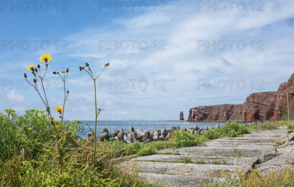 Wide, sunny coastline with concrete tetrapods by the sea, coastal protection, paved coastal strip with sea fennel (Crithmum maritimum), Jacob's ragwort (Senecio jacobaen, Syn. Senecio jacobaea), also ragwort, Jacobskraut, and bedstraw (Gallium verum), blooming, red cliffs, Lange Anna in the background, rock layers, red sandstone, surf pillars, wide angle, blue sky, clouds, sea, horizon, high-sea island Heligoland, North Sea, Pinneberg district, Schleswig-Holstein, Germany