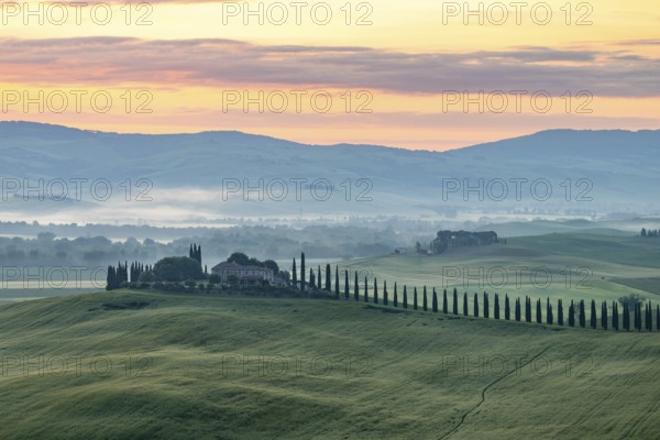 Poggio Covili estate with cypress alley (Cupressus) at sunrise, near San Quirico d'Orcia, Val d'Orcia, Siena Province, Tuscany, Italy