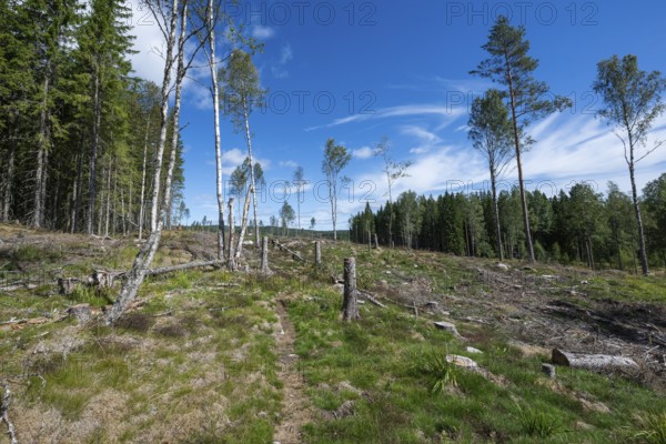 Cleared forest area, forestry, timber trade, near Sunne, Sweden