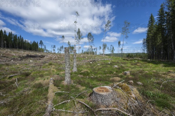 Tree stump, cleared forest area, forestry, timber industry, timber trade, near Sunne, Sweden