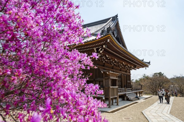 Kannondo of Ninna-ji Temple, purple blooming bush in spring, Buddhist temple complex, Kyoto, Japan