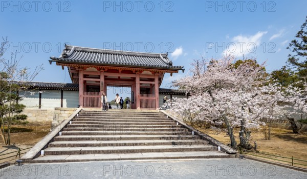 Path with blossoming cherry tree, Chumon Gate of Ninna-ji Temple, Buddhist temple complex, Kyoto, Japan