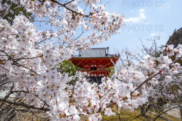 Cherry blossoms and red Shoro bell tower, Ninna-ji temple in spring, Buddhist temple complex, Kyoto, Japan