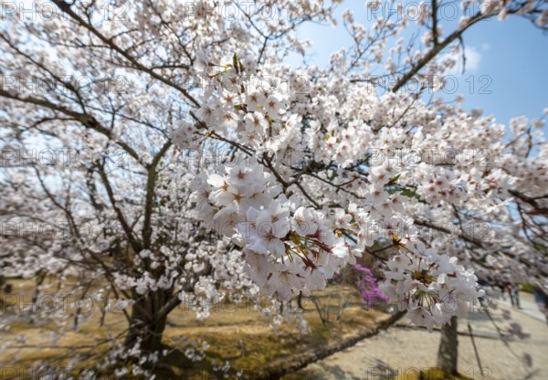 Blossoms, Blooming Cherry Trees, Ninna-ji Temple, Buddhist Temple Complex, Kyoto, Japan