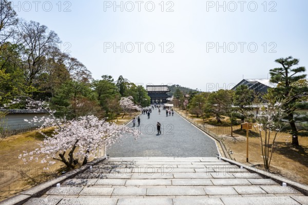 Wide path with blooming cherry trees, Niomon Gate of Ninna-ji Temple in the back, Buddhist temple complex, Kyoto, Japan