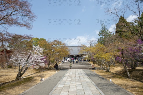 Path lined with blooming trees in spring, Kondo main hall of Ninna-ji Temple, Buddhist temple complex, Kyoto, Japan