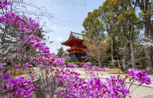 Purple blooming tree in spring with Shoro bell tower, Ninna-ji Temple, Buddhist temple complex, Kyoto, Japan