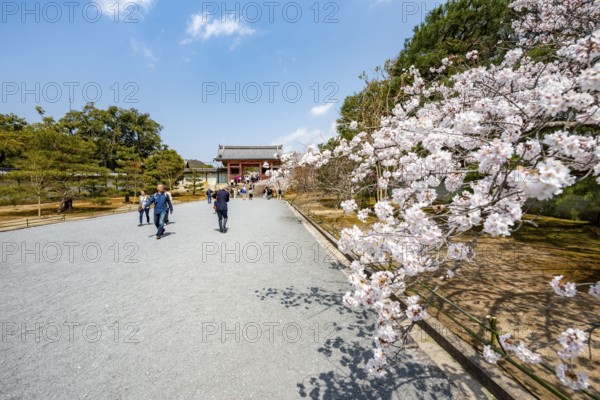 Wide path with blooming cherry tree, leads to the Chumon Gate of Ninna-ji Temple, Buddhist temple complex, Kyoto, Japan