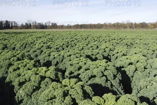 Kale (Brassica oleracea var. sabellica), cultivation, field, food, autumn, Germany