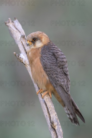 Red-footed falcon (Falco vespertinus), adult female sitting, Kiskunság National Park, Hungary