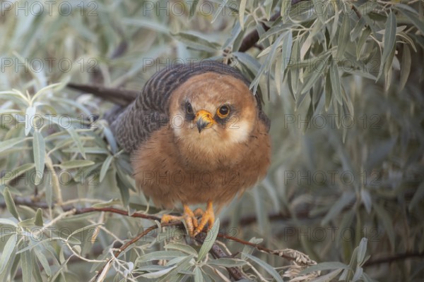 Red-footed falcon (Falco vespertinus), adult female sitting in a willow bush, Kiskunság National Park, Hungary