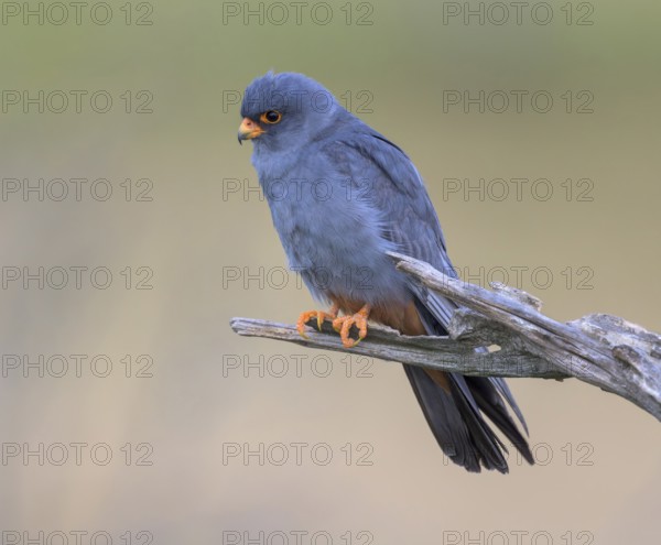 Red-footed falcon (Falco vespertinus), adult male sitting, Kiskunság National Park, Hungary