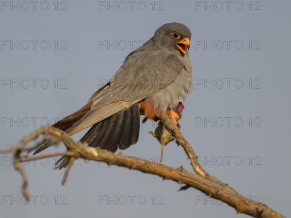 Red-footed falcon (Falco vespertinus), adult male sitting with a captured mouse, Kiskunság National Park, Hungary