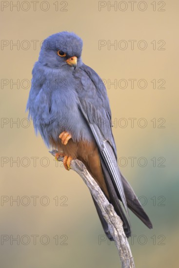 Red-footed falcon (Falco vespertinus), adult male sitting, Kiskunság National Park, Hungary