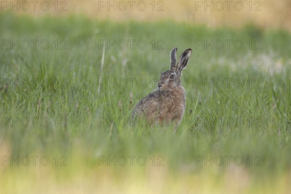 Brown hare sitting in grass contemplates surroundings. Bas Rhin, Alsace, France