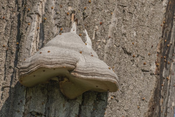 Mushroom grows on the bark of an old tree in a green forest. The sun shines through the leaves and creates a peaceful atmosphere. Invasion of Asian ladybugs. Bas Rhin, Alsace, France